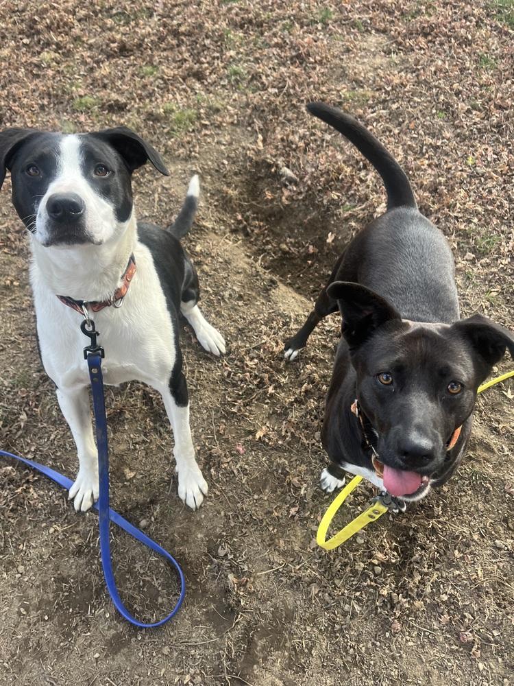 AC - Gumbo aka Gumby — thumbnail 2