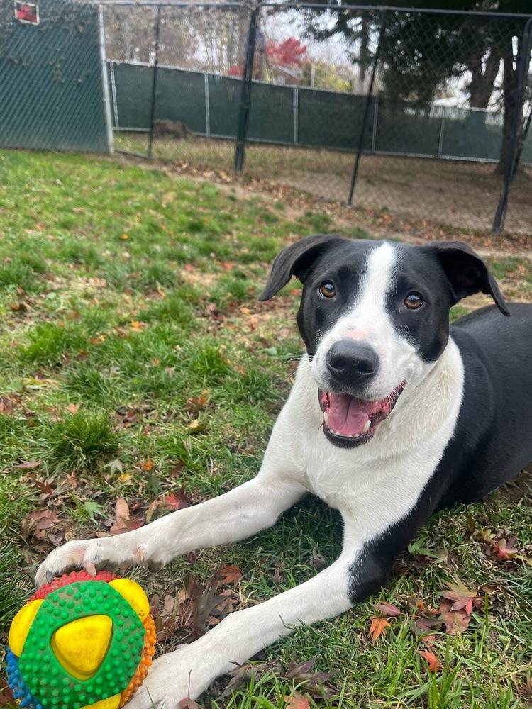 AC - Gumbo aka Gumby — thumbnail 3