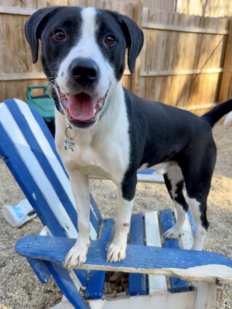 AC - Gumbo aka Gumby — thumbnail 4