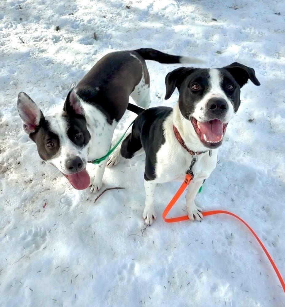 AC - Gumbo aka Gumby — thumbnail 5