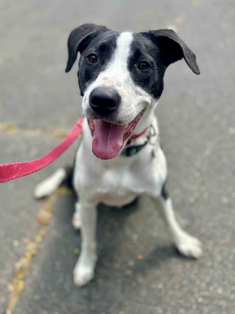 AC - Gumbo aka Gumby — thumbnail 6