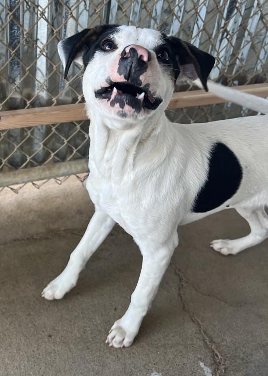 Enlarge S.J., a ADOPTABLE mixed breed in Granbury, TX image 3/3
