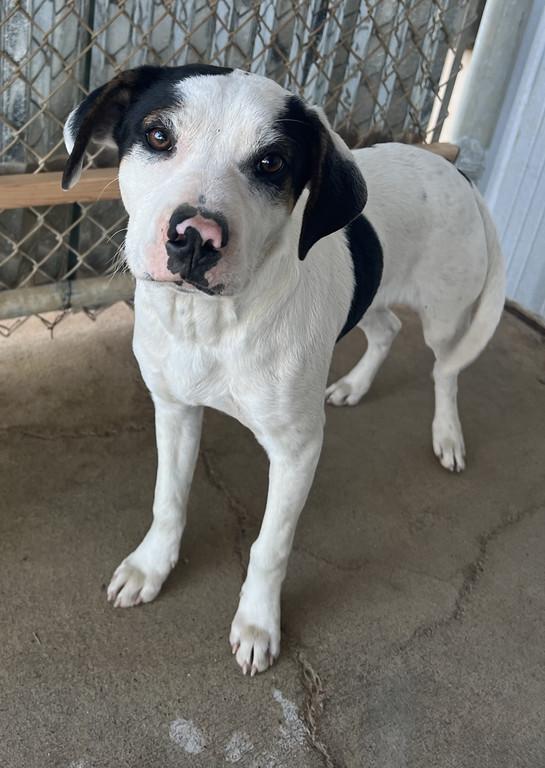 Enlarge S.J., a ADOPTABLE mixed breed in Granbury, TX image 1/3