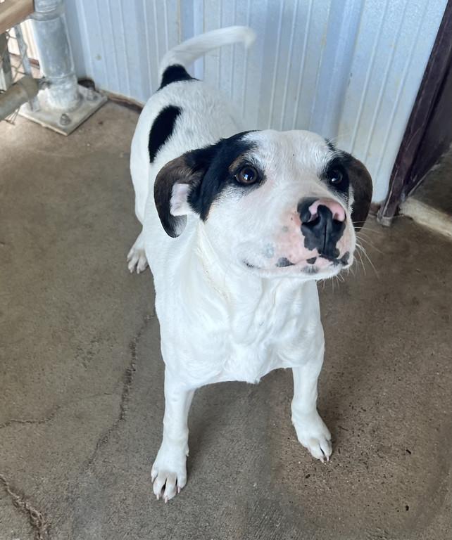 Enlarge S.J., a ADOPTABLE mixed breed in Granbury, TX image 2/3