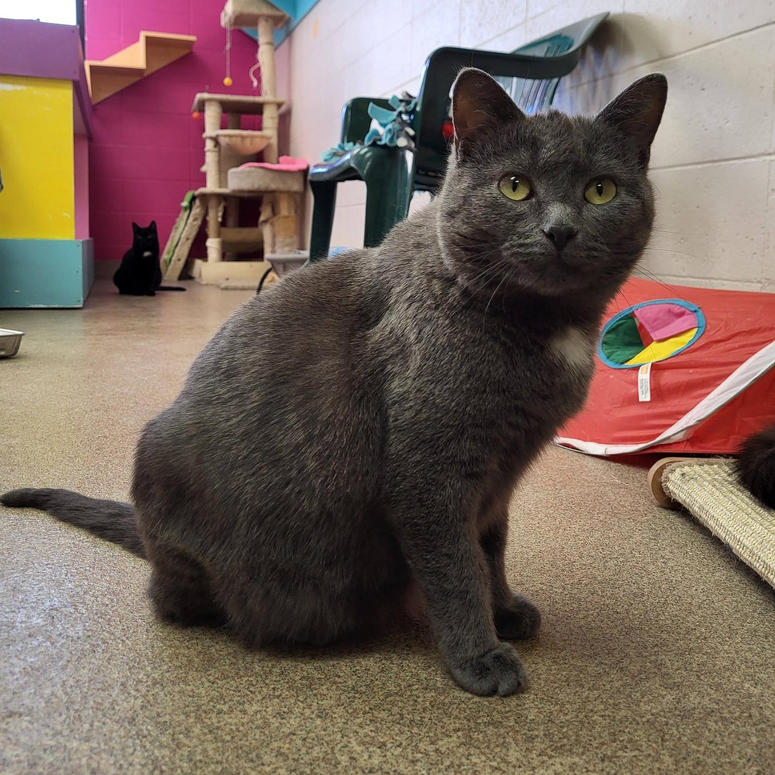 Enlarge Nein, a ADOPTABLE Domestic Short Hair in Chilton, WI image 4/5