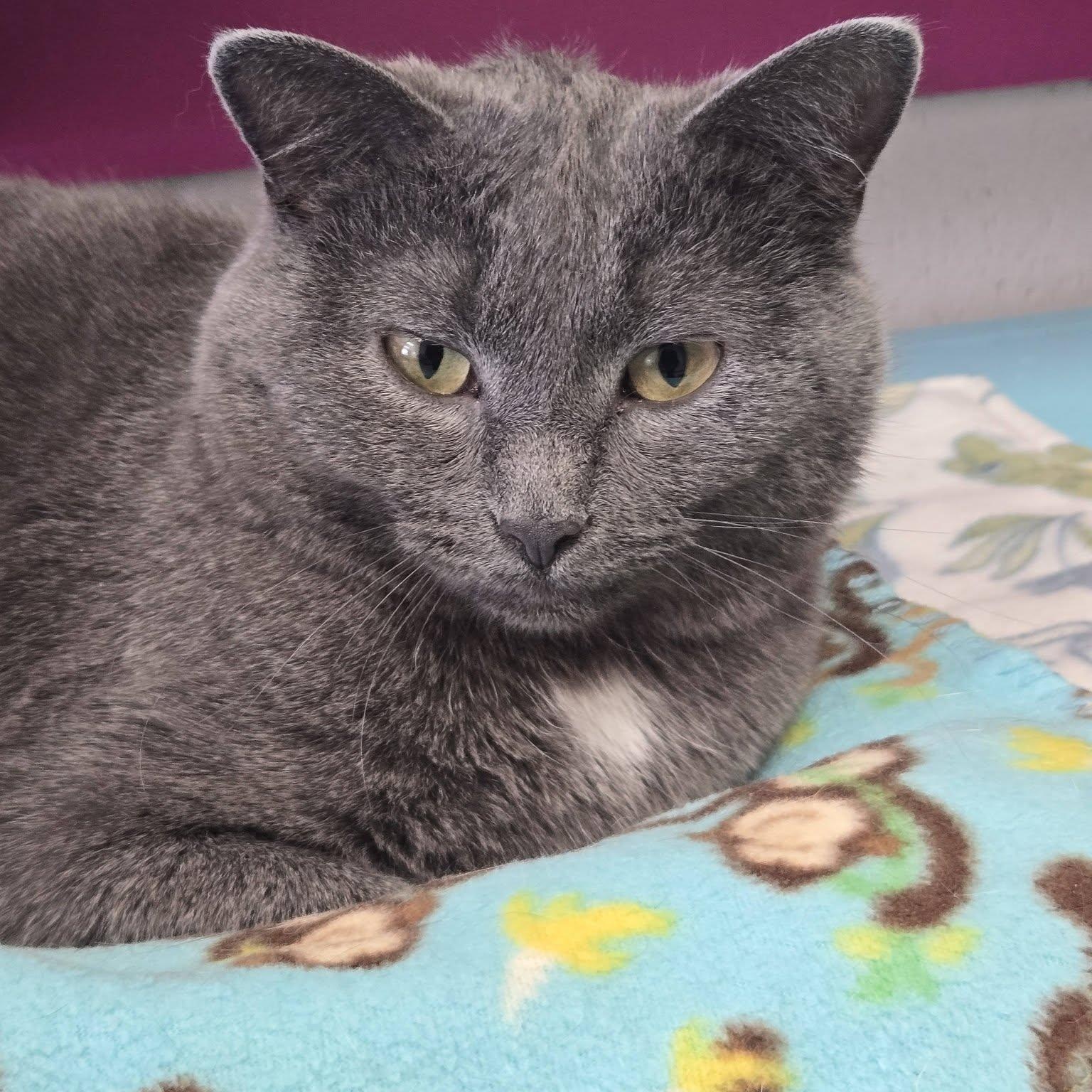 Enlarge Nein, a ADOPTABLE Domestic Short Hair in Chilton, WI image 2/5