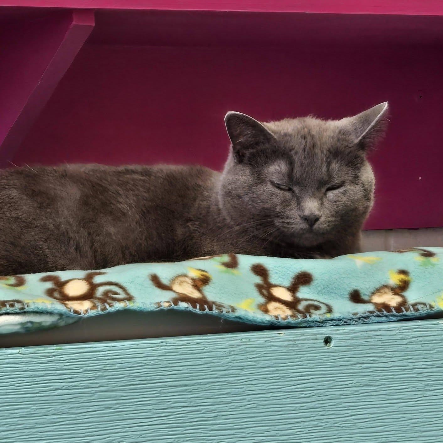 Enlarge Nein, a ADOPTABLE Domestic Short Hair in Chilton, WI image 3/5