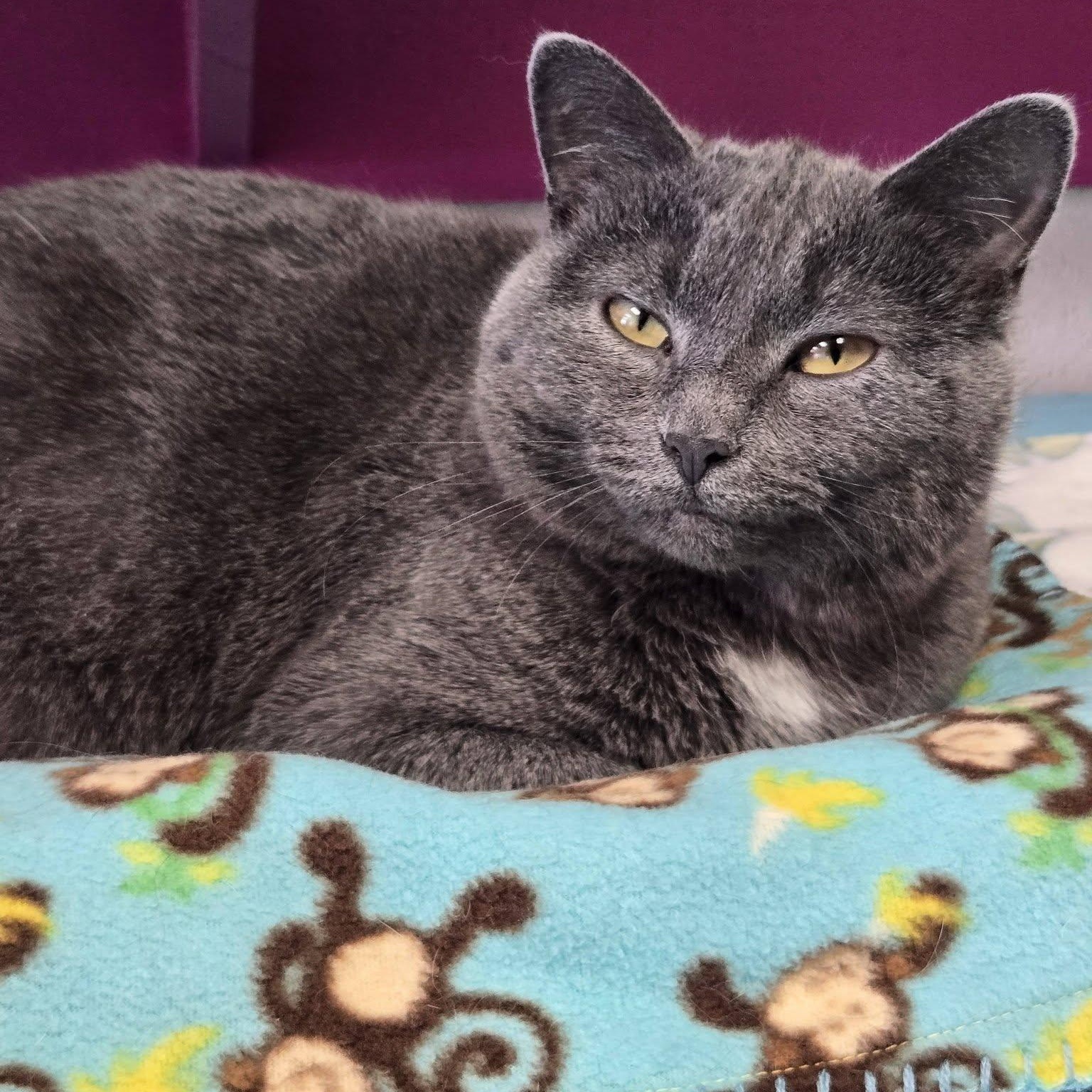Enlarge Nein, a ADOPTABLE Domestic Short Hair in Chilton, WI image 1/5
