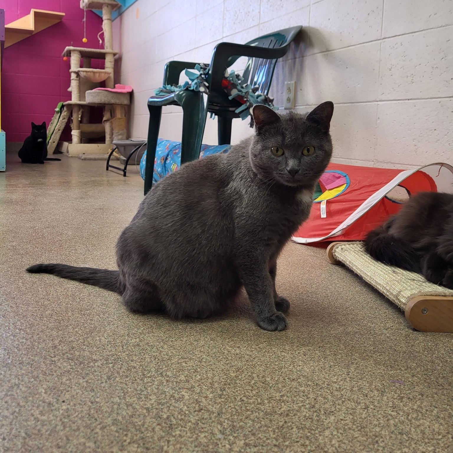 Enlarge Nein, a ADOPTABLE Domestic Short Hair in Chilton, WI image 5/5