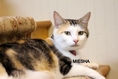 MEISHA, Adoptable, Adult Female Domestic Short Hair.