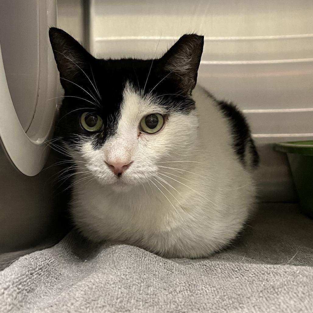 Patches, Adoptable, Adult Male Domestic Short Hair.