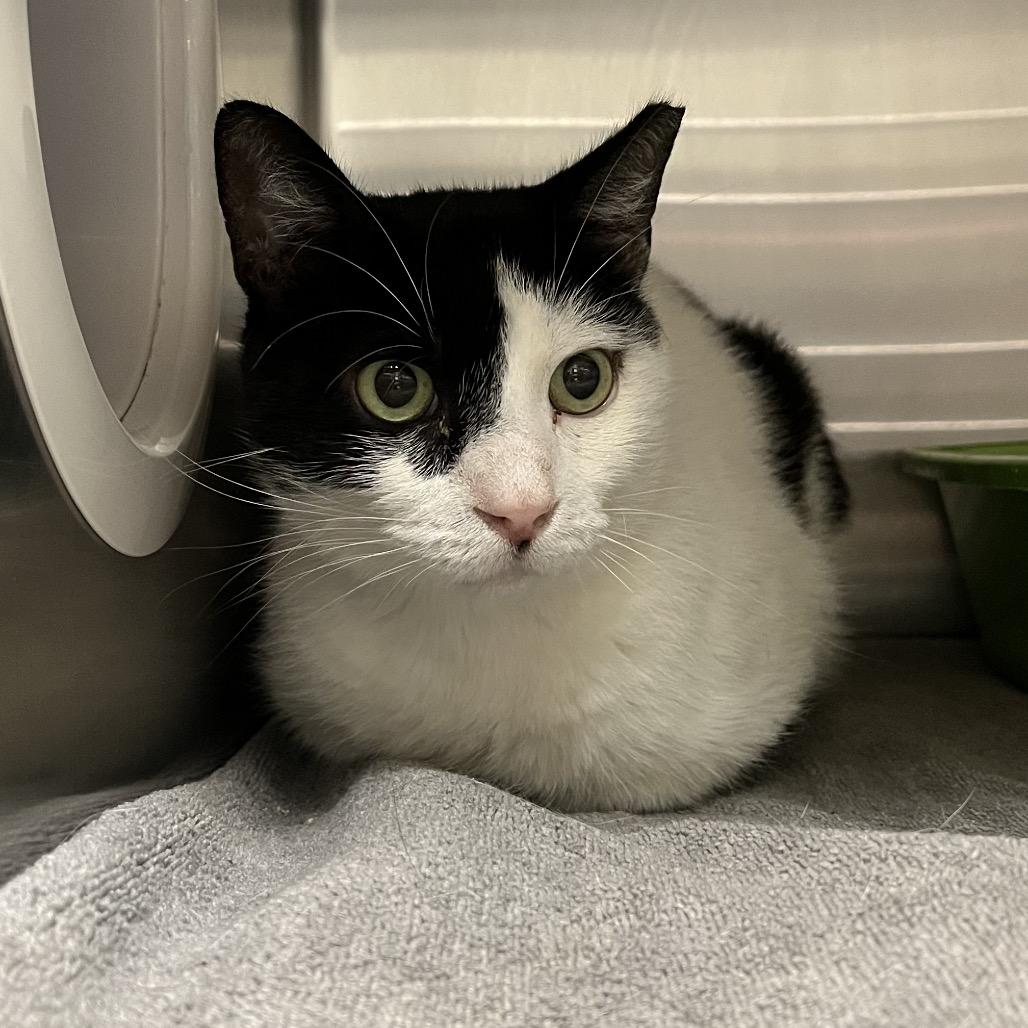 Patches, a Adoptable Domestic Short Hair in York, PA image 2/5