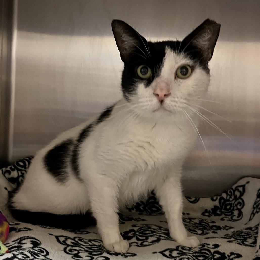 Patches, a Adoptable Domestic Short Hair in York, PA image 3/5