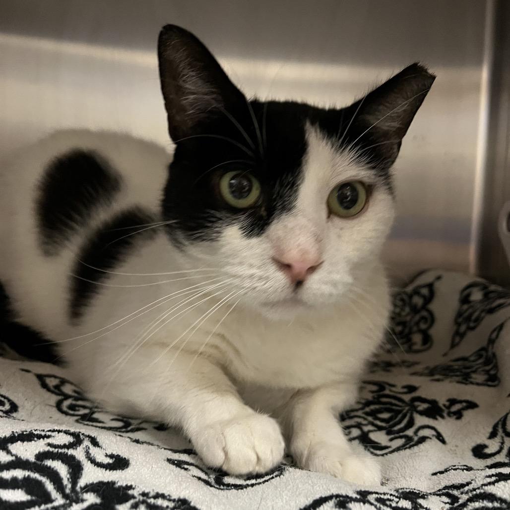 Patches, a Adoptable Domestic Short Hair in York, PA image 4/5