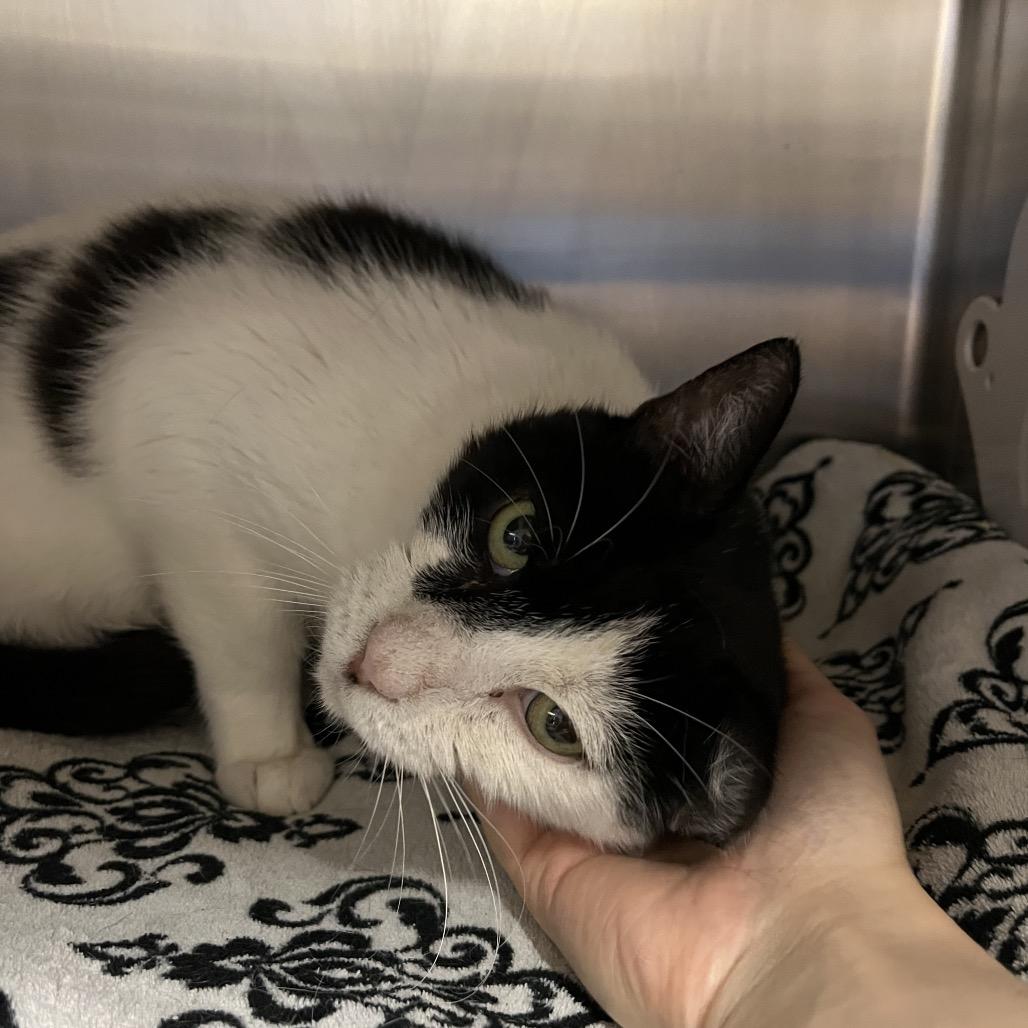 Patches, a Adoptable Domestic Short Hair in York, PA image 5/5