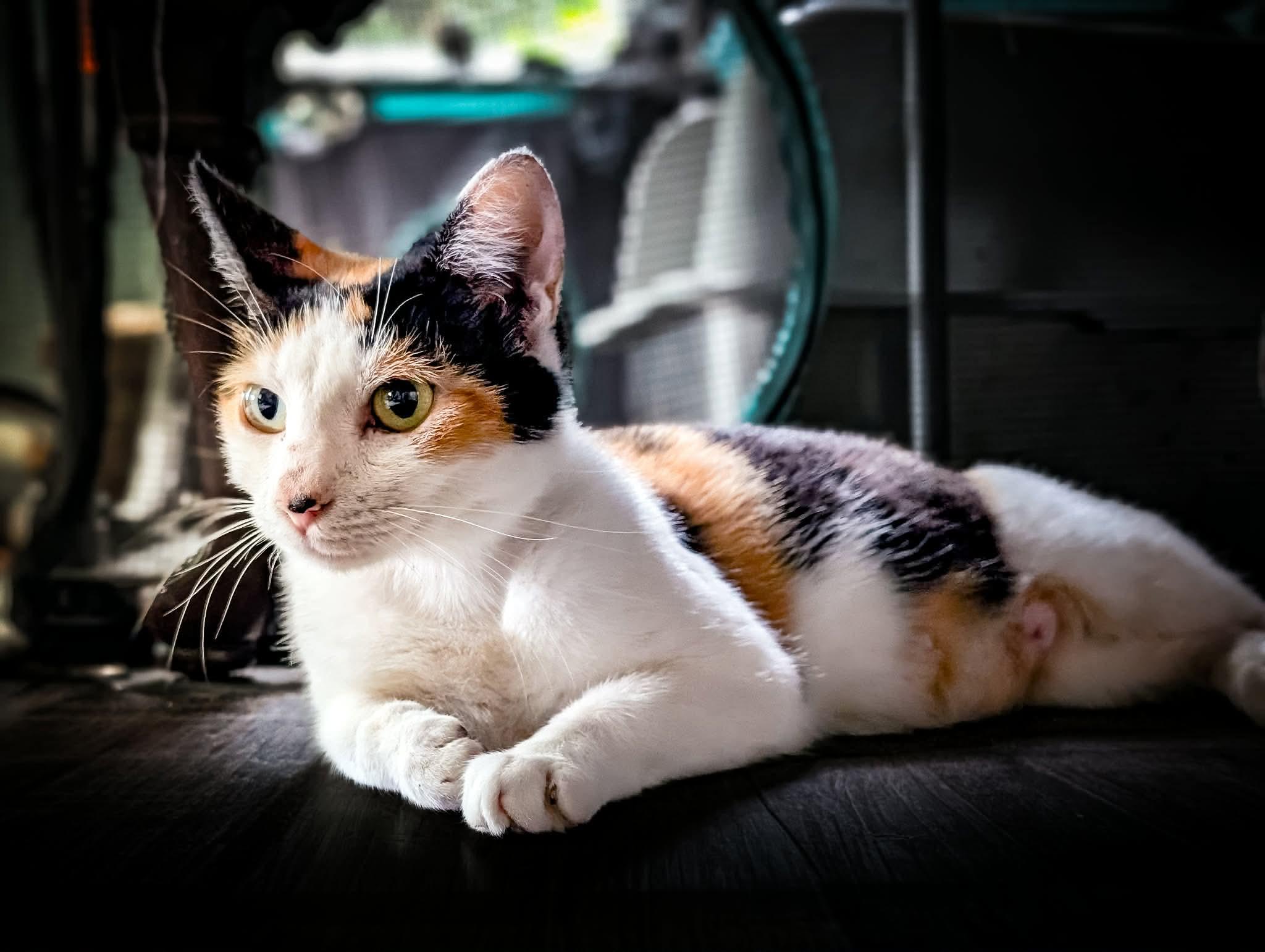Enlarge Marigold, a ADOPTABLE Domestic Short Hair in Bensalem, PA image 2/2