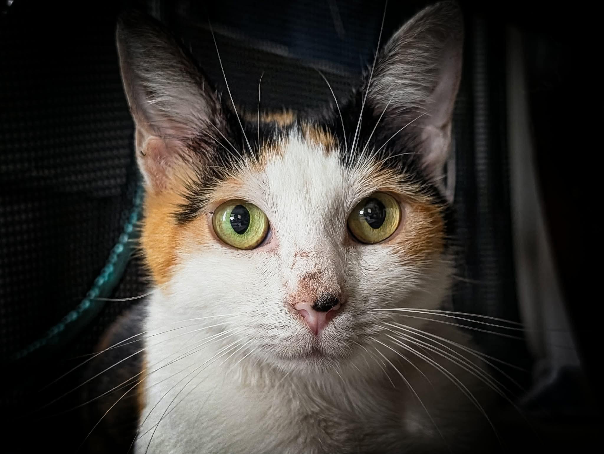 Marigold, ADOPTABLE, Adult Female Domestic Short Hair.
