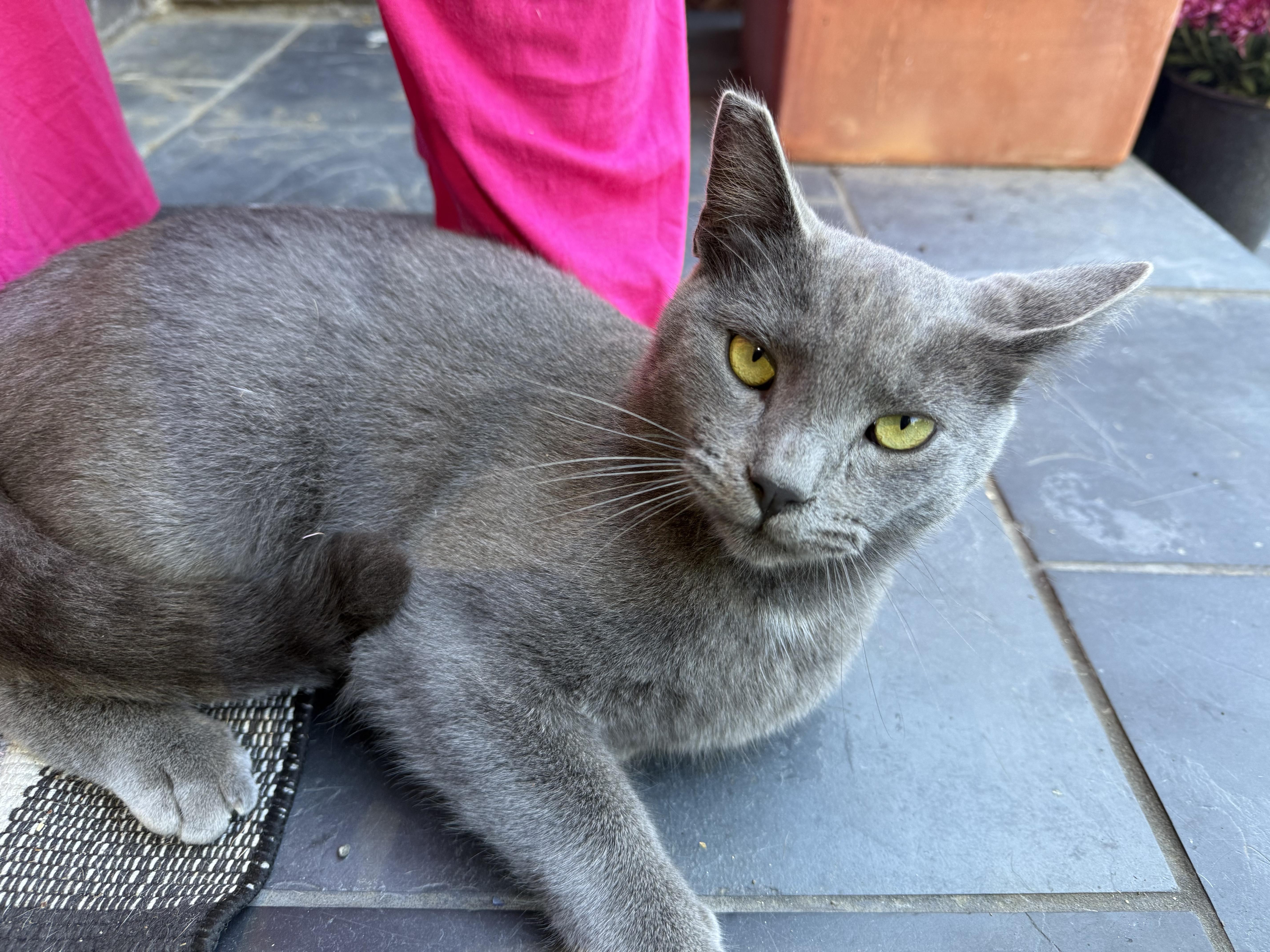 Drake, Adoptable, Young Male Domestic Short Hair.