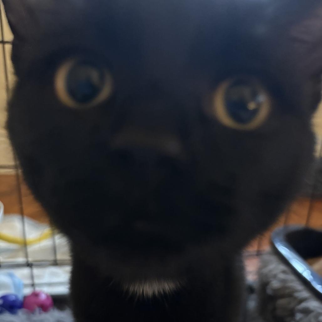 Junior McLatchy, Adoptable, Young Male Domestic Short Hair.