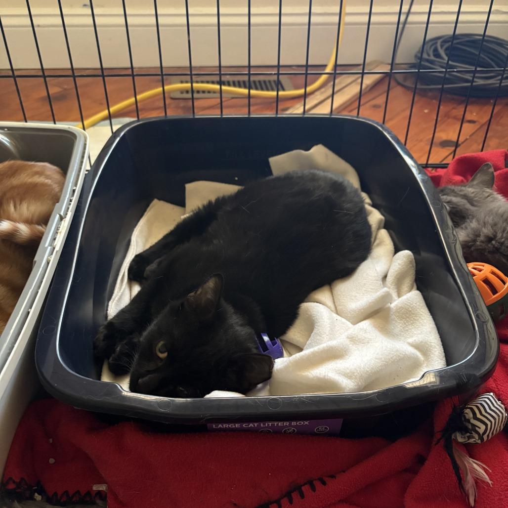 Junior McLatchy, a Adoptable Domestic Short Hair in Woodstock, VA image 2/4