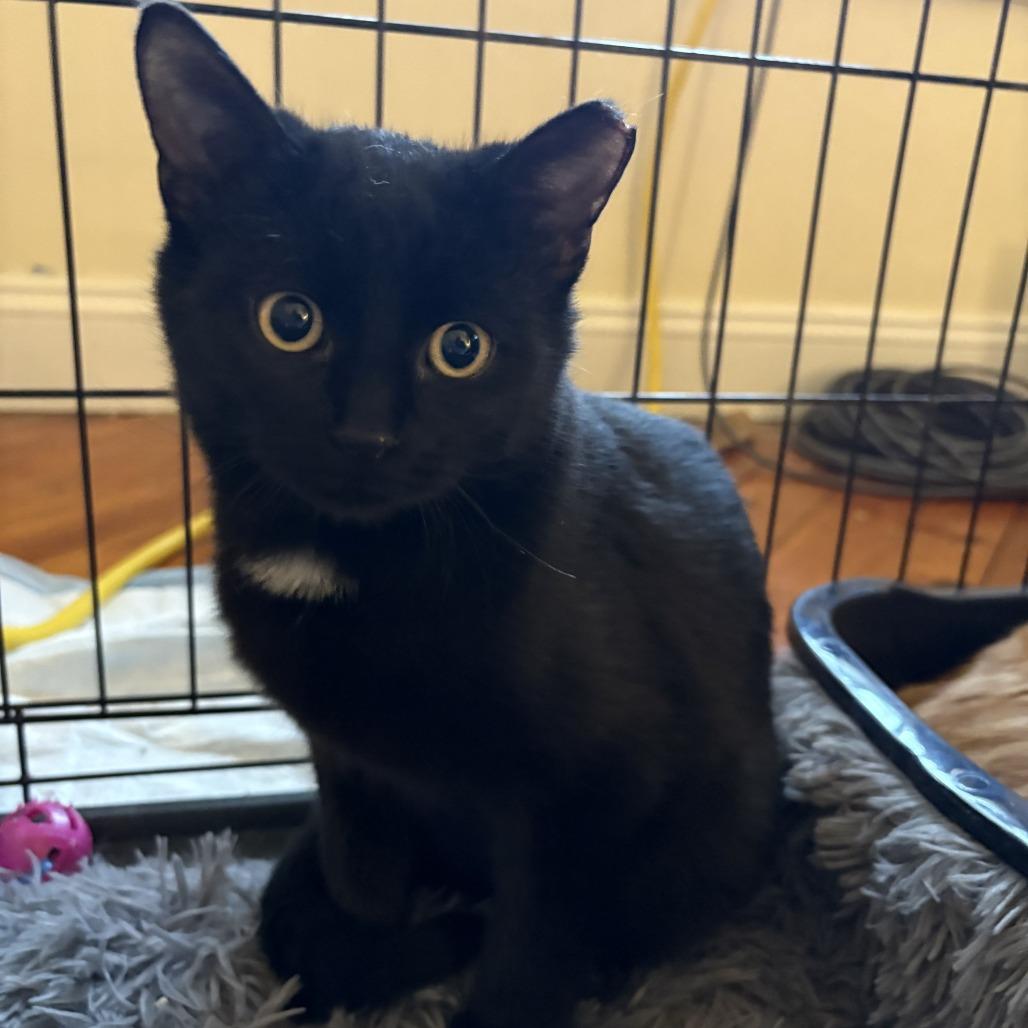 Junior McLatchy, a Adoptable Domestic Short Hair in Woodstock, VA image 3/4