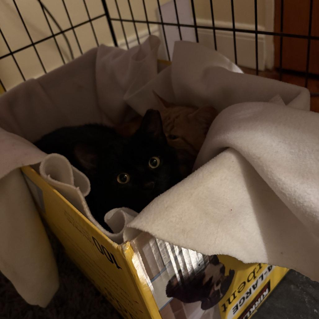 Junior McLatchy, a Adoptable Domestic Short Hair in Woodstock, VA image 4/4