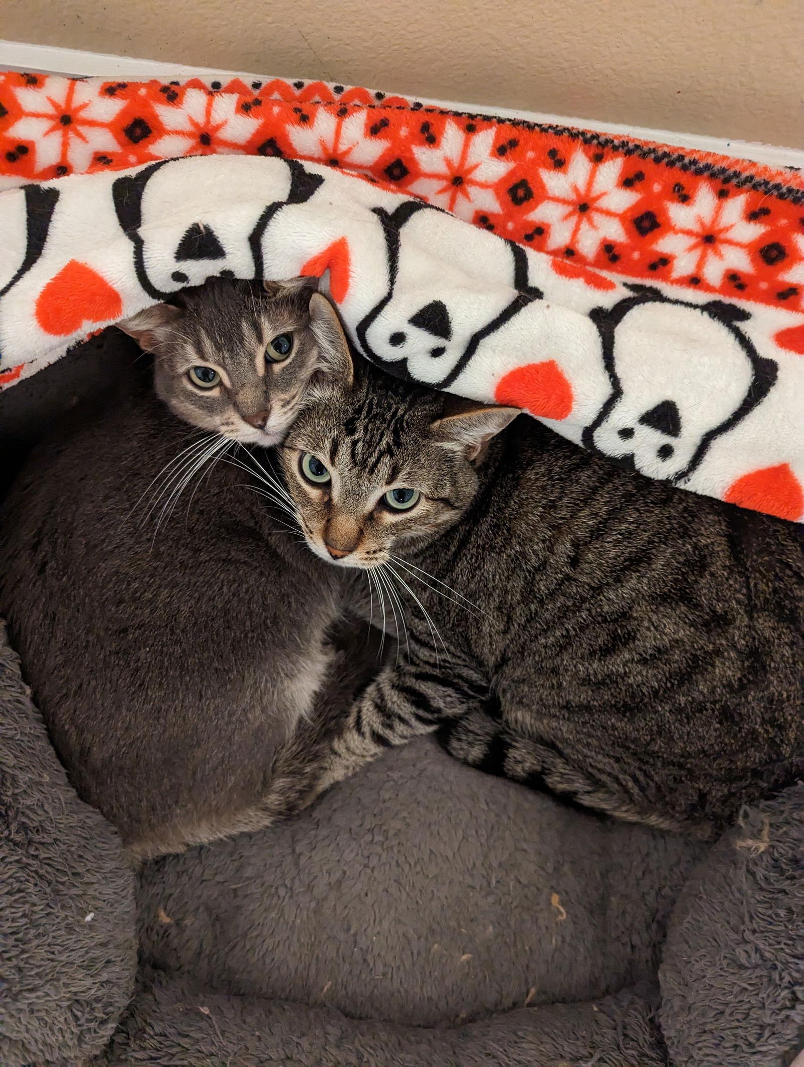 NALA, Adoptable, Adult Female Torbie & Domestic Short Hair.