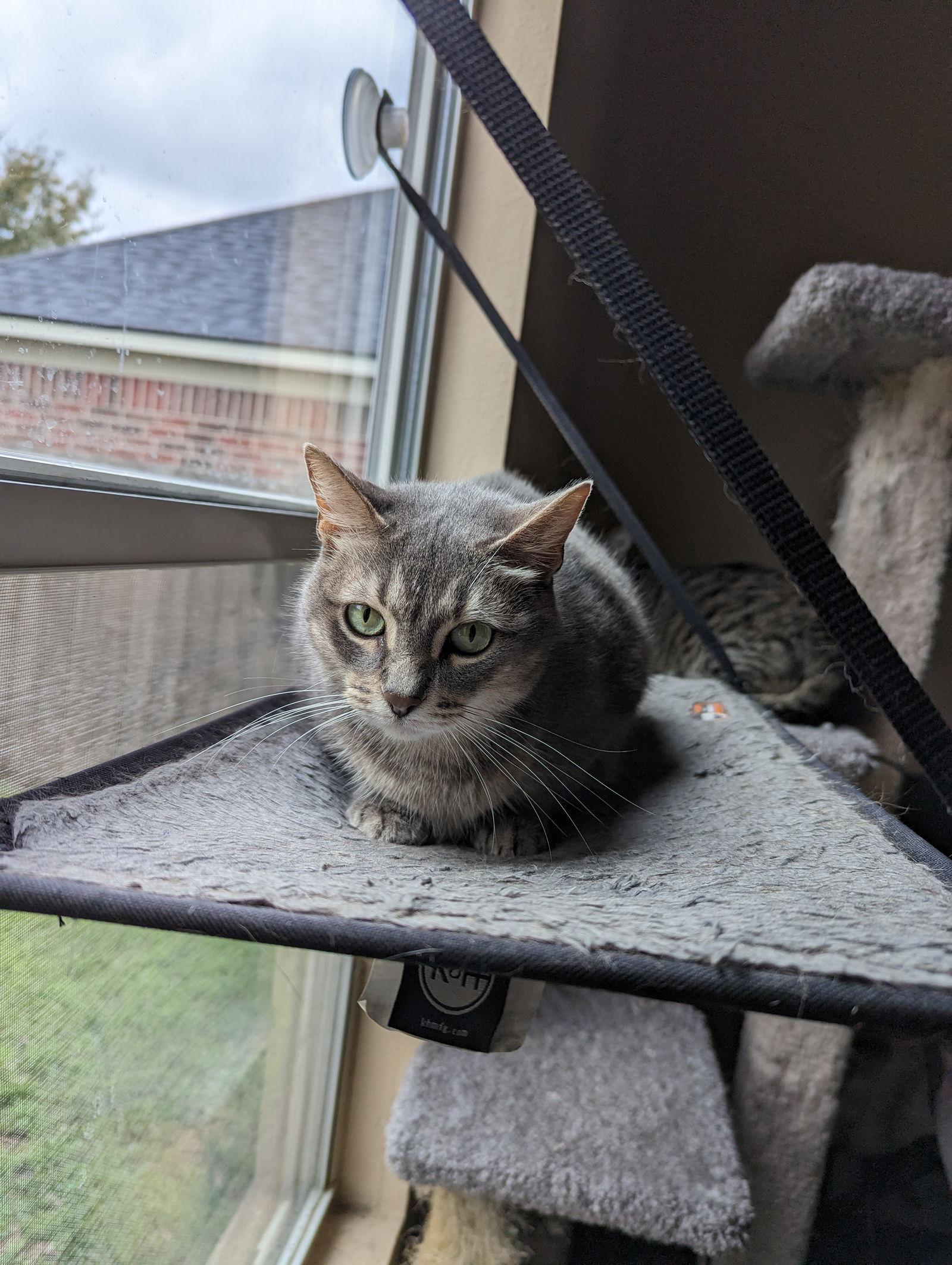 Enlarge NALA, a Adoptable mixed breed in Cypress, TX image 3/6