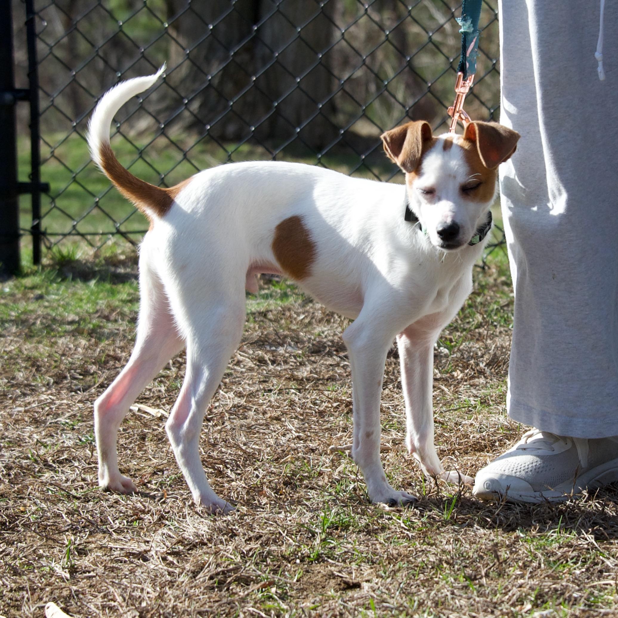 Enlarge Fritz, a Adoptable mixed breed in Hopkinton, MA image 4/6