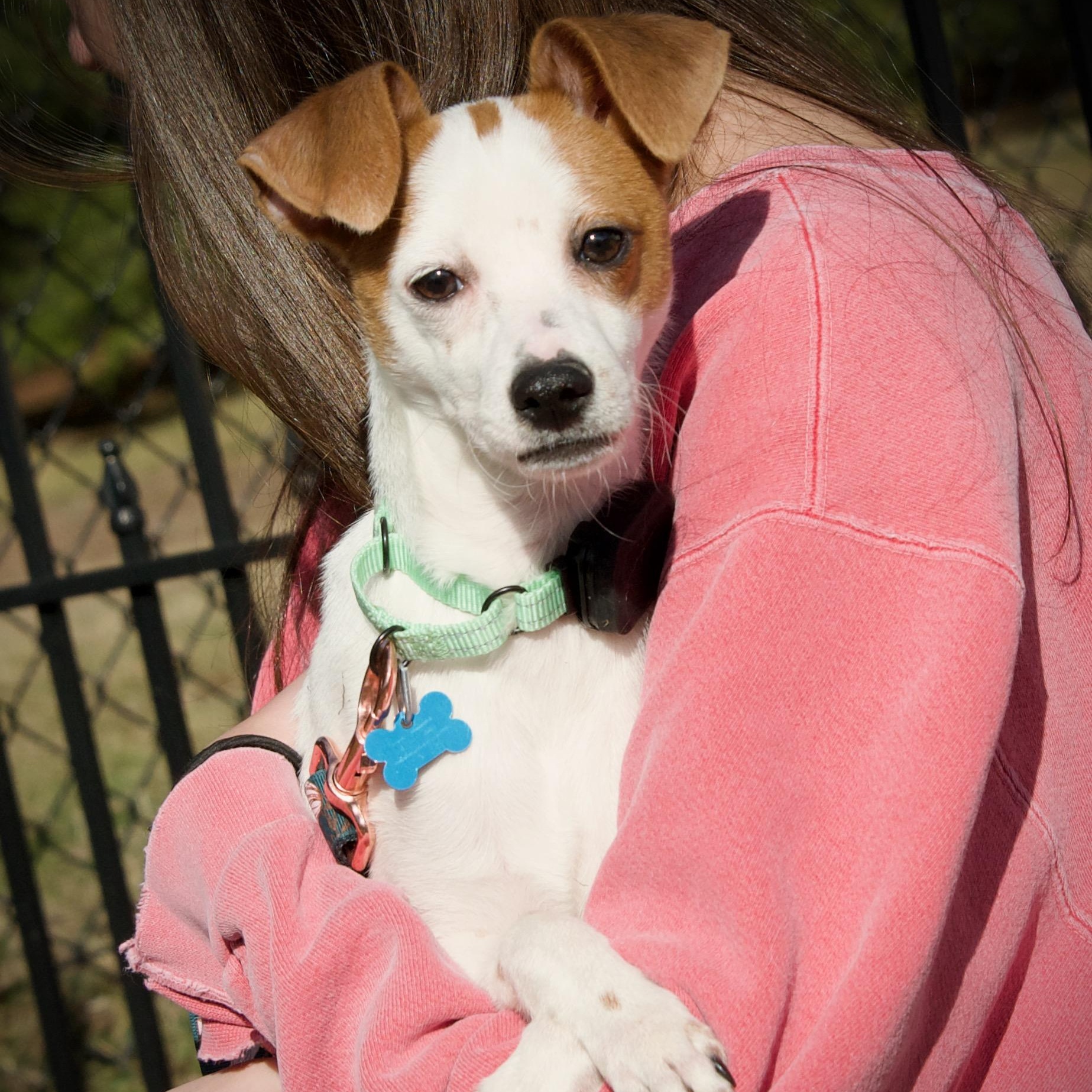 Enlarge Fritz, a Adoptable mixed breed in Hopkinton, MA image 6/6