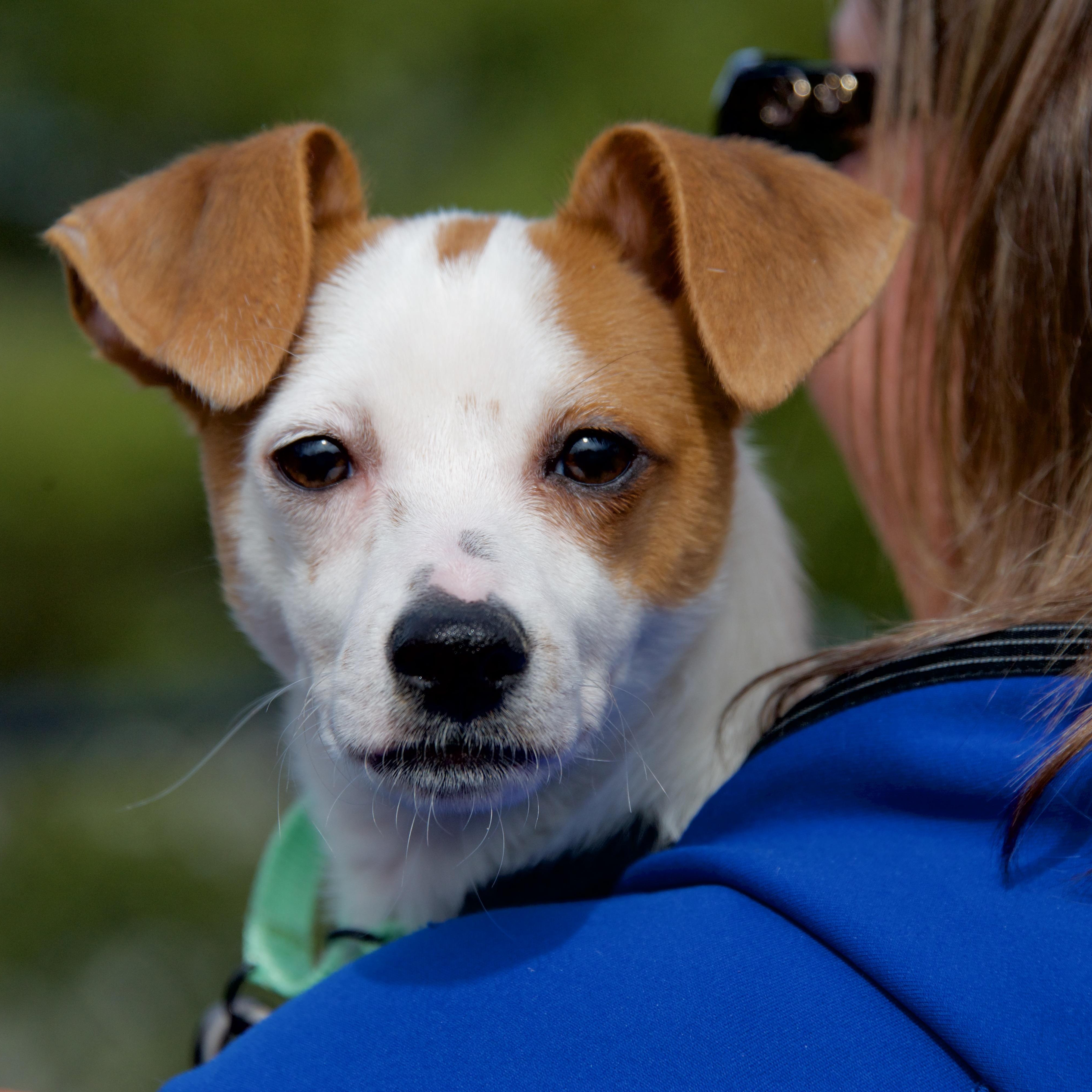 Fritz, Adoptable, Puppy Male Jack Russell Terrier.