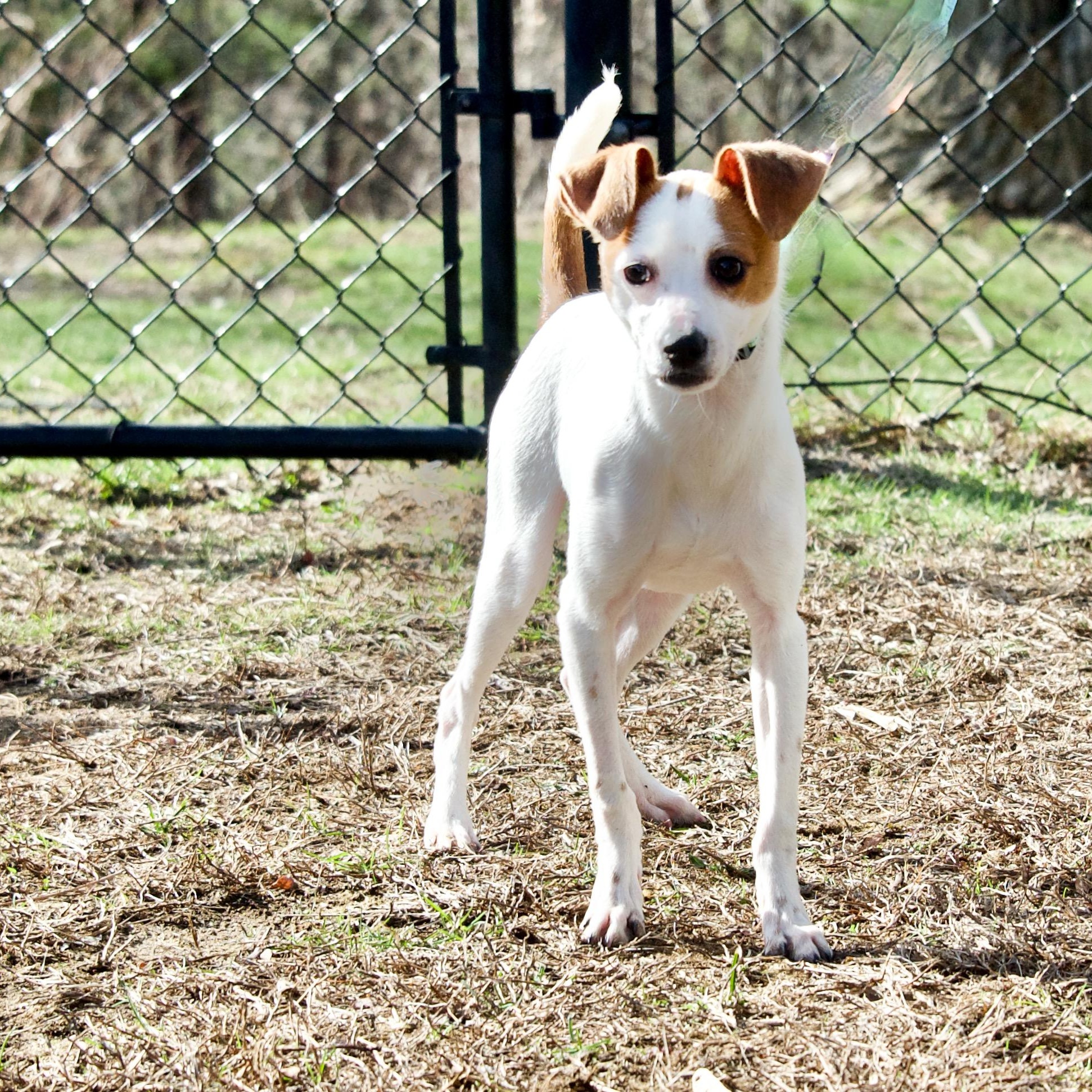 Enlarge Fritz, a Adoptable mixed breed in Hopkinton, MA image 3/6