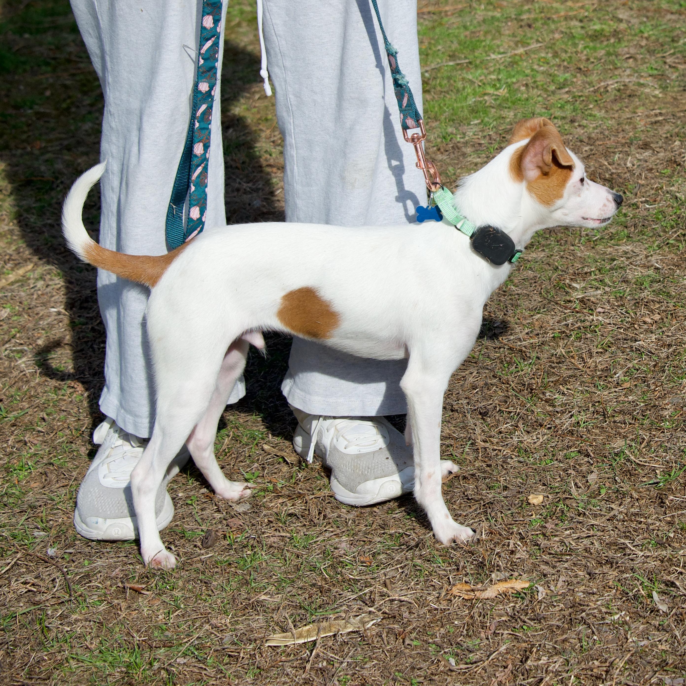Enlarge Fritz, a Adoptable mixed breed in Hopkinton, MA image 5/6