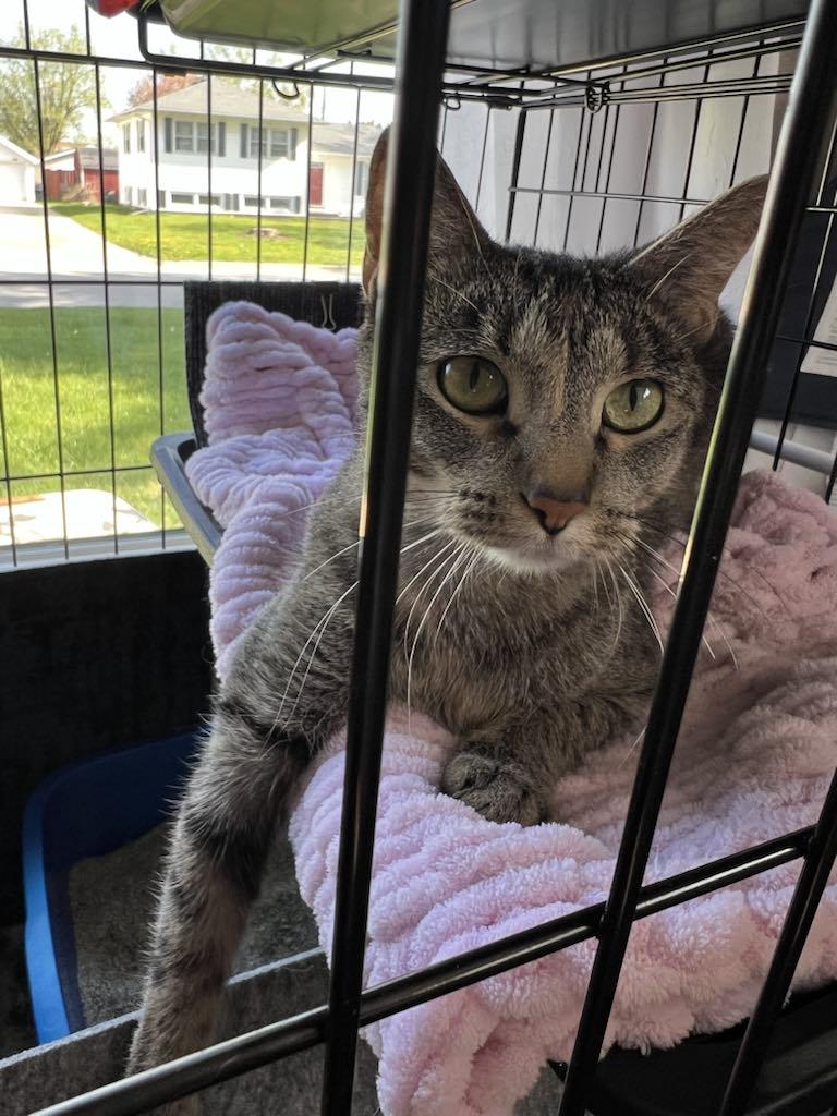 Enlarge Annie, a Adopted Domestic Short Hair in Charles City, IA image 3/5