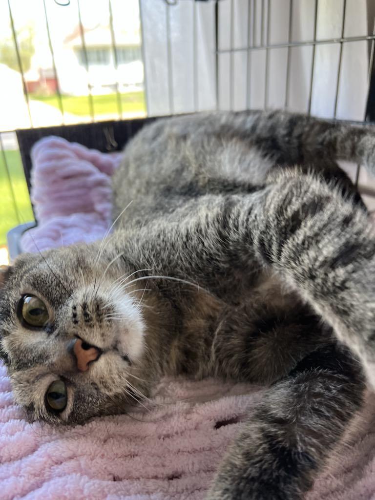 Enlarge Annie, a Adopted Domestic Short Hair in Charles City, IA image 1/5