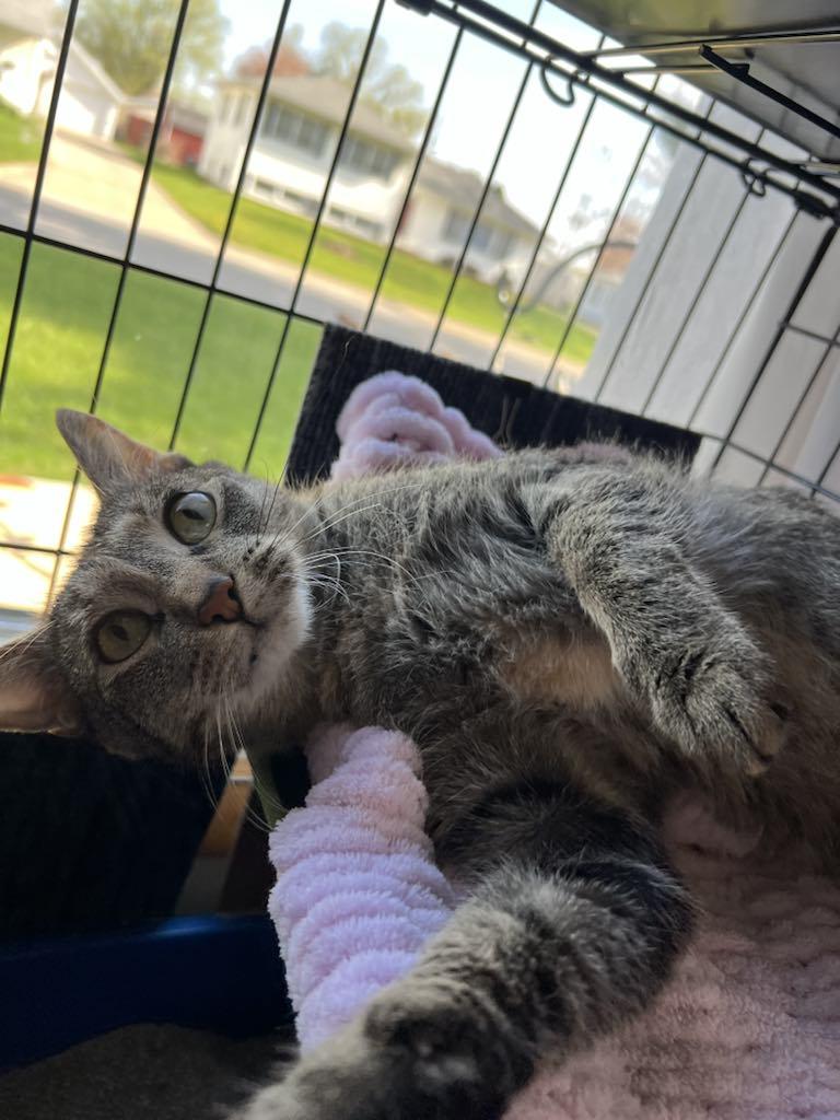 Enlarge Annie, a Adopted Domestic Short Hair in Charles City, IA image 4/5