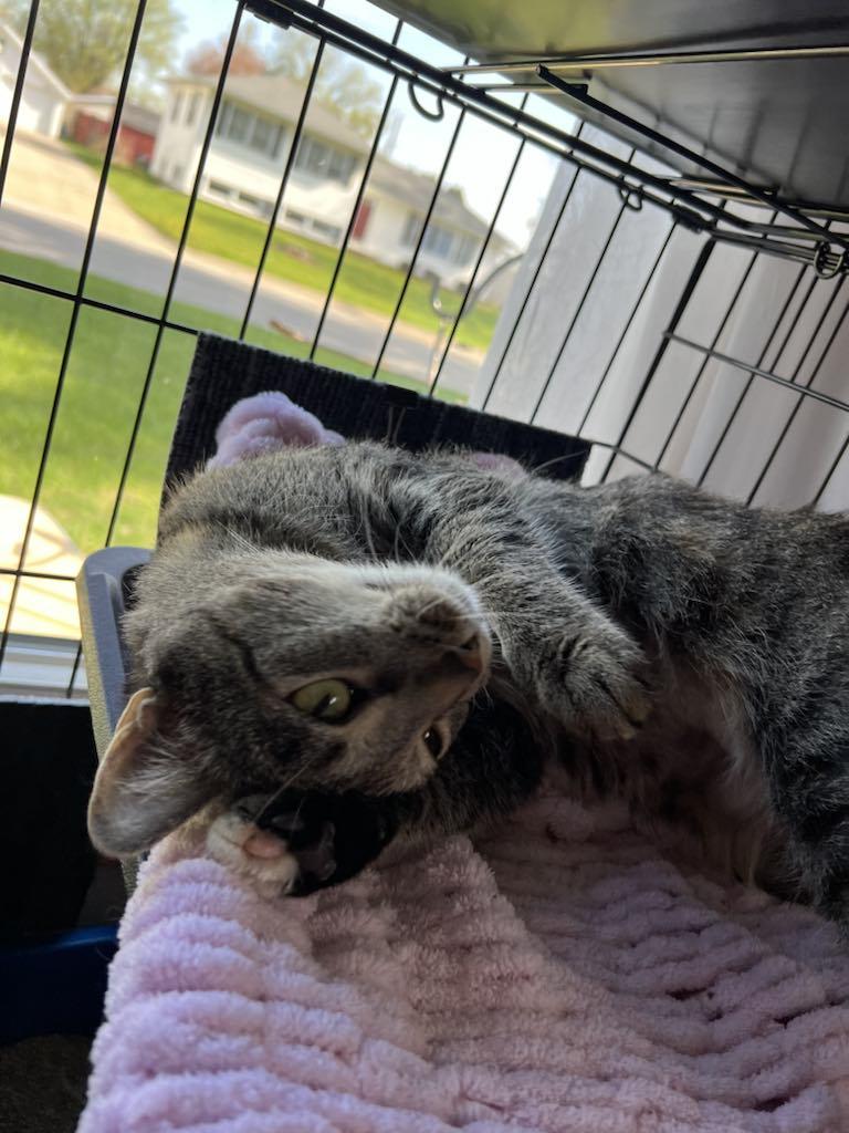 Enlarge Annie, a Adopted Domestic Short Hair in Charles City, IA image 5/5