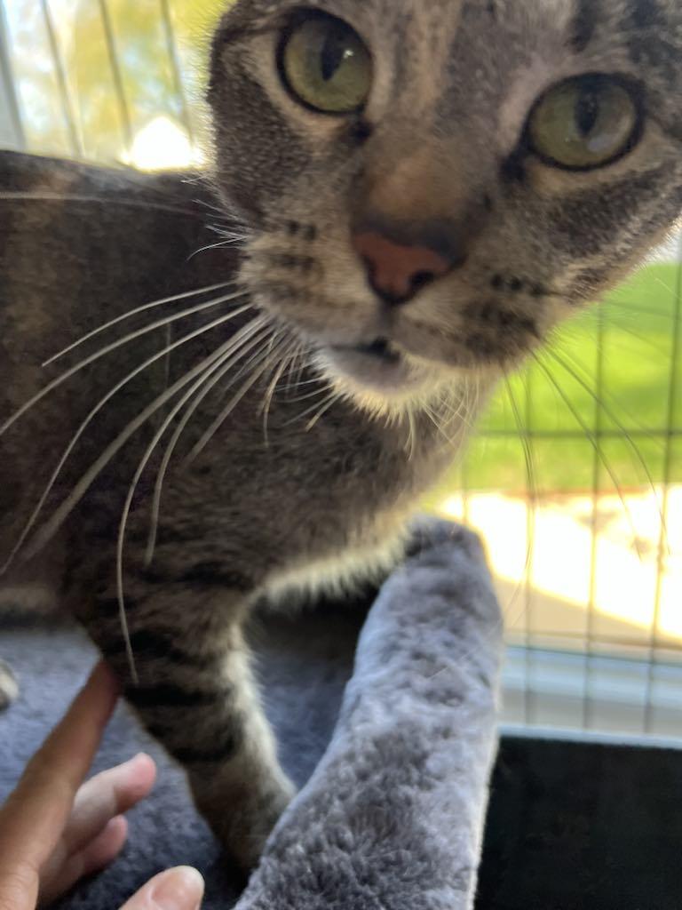 Enlarge Annie, a Adopted Domestic Short Hair in Charles City, IA image 2/5