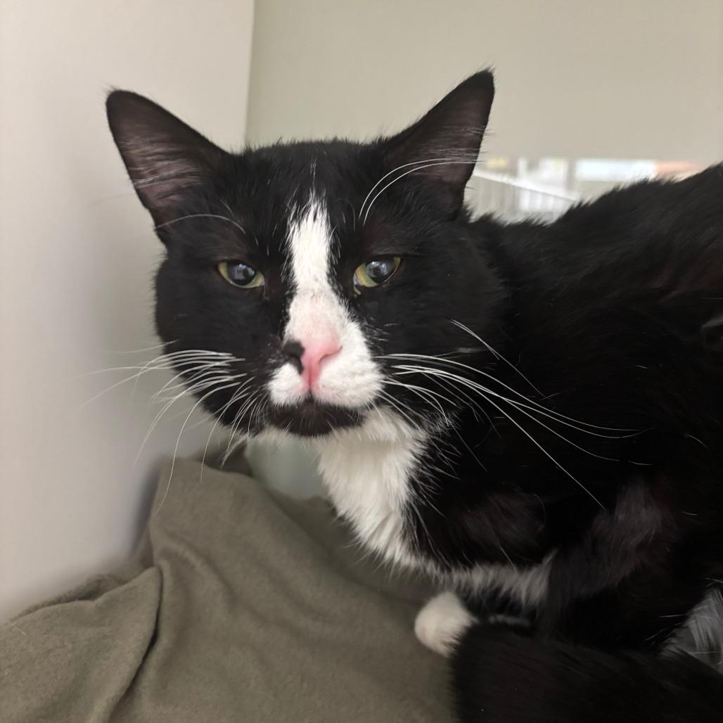 Cupcake, Adoptable, Adult Male Domestic Short Hair.