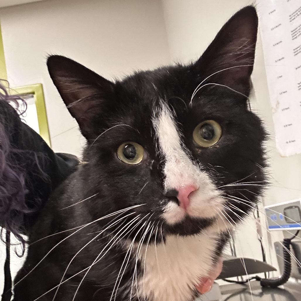 Cupcake, a Adoptable Domestic Short Hair in Saint Cloud, MN image 2/6