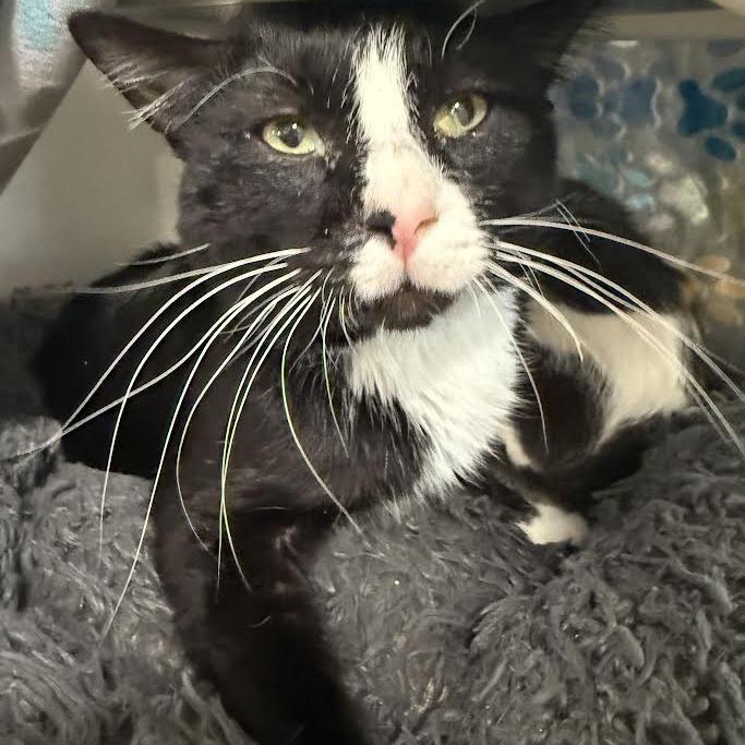 Cupcake, a Adoptable Domestic Short Hair in Saint Cloud, MN image 3/6