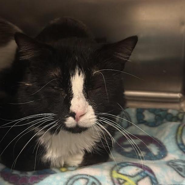 Cupcake, a Adoptable Domestic Short Hair in Saint Cloud, MN image 4/6