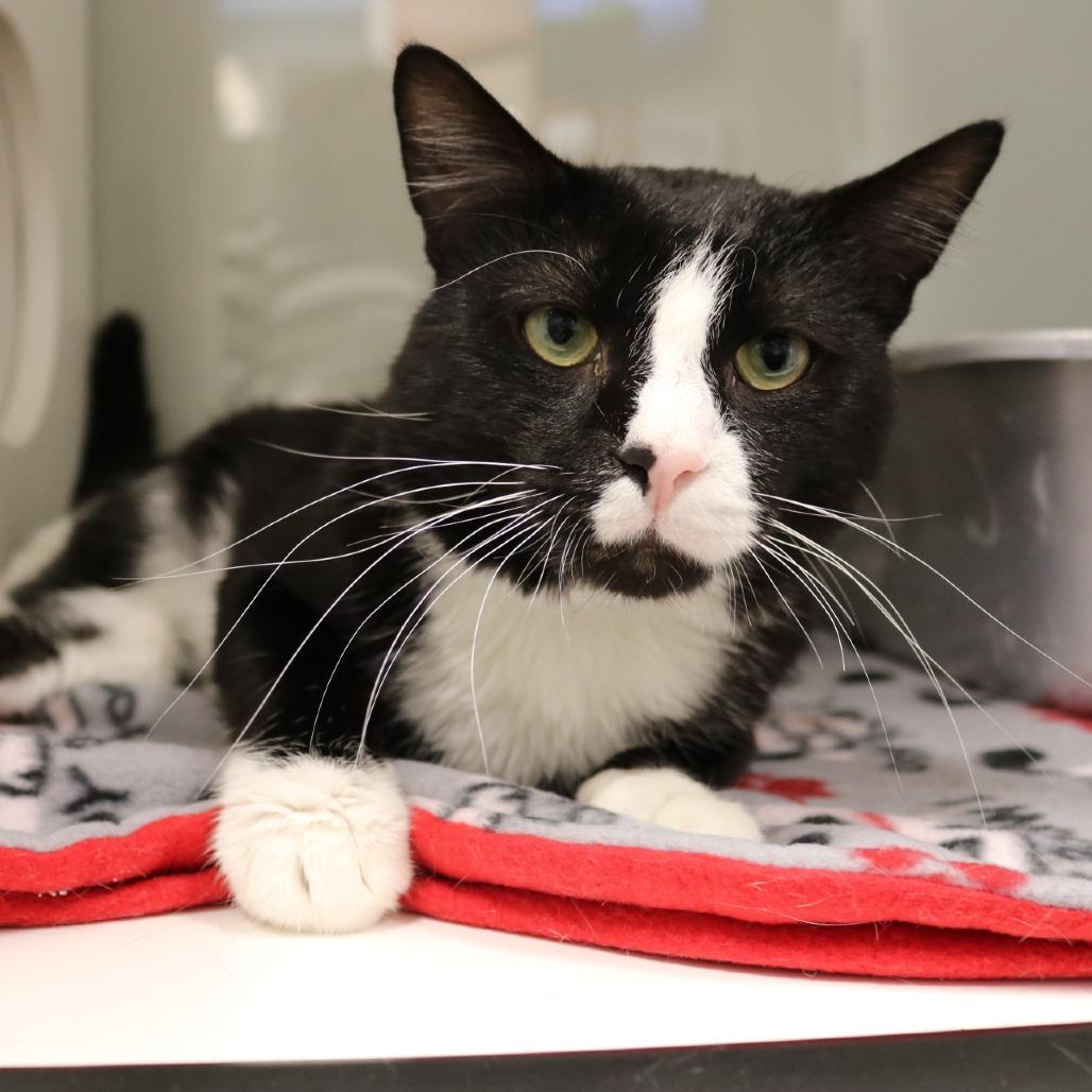 Cupcake, a Adoptable Domestic Short Hair in Saint Cloud, MN image 5/6