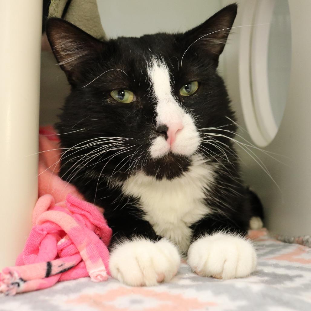 Cupcake, a Adoptable Domestic Short Hair in Saint Cloud, MN image 6/6