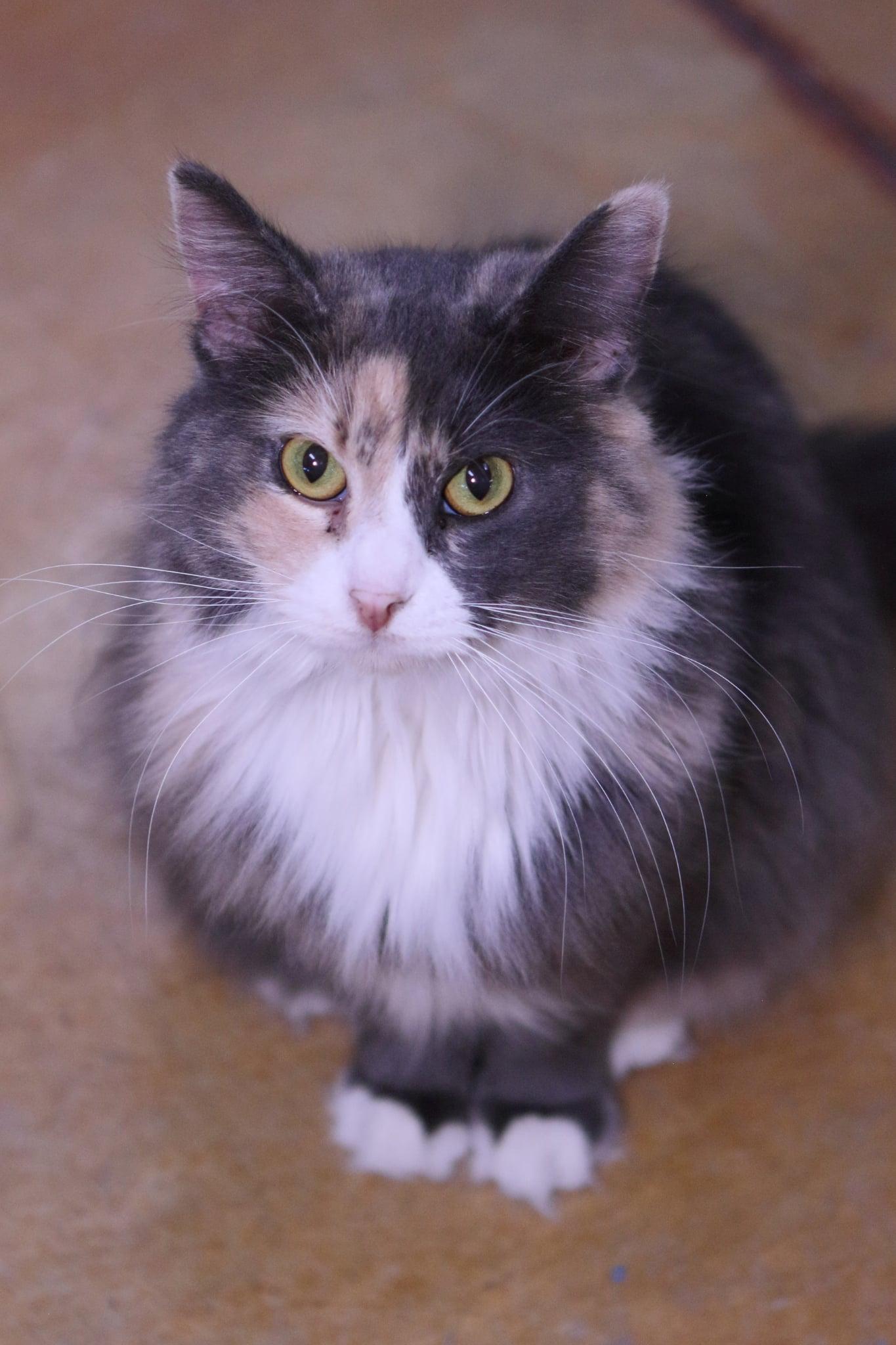 Enlarge Indie, a Adoptable mixed breed in Austin, MN image 1/1