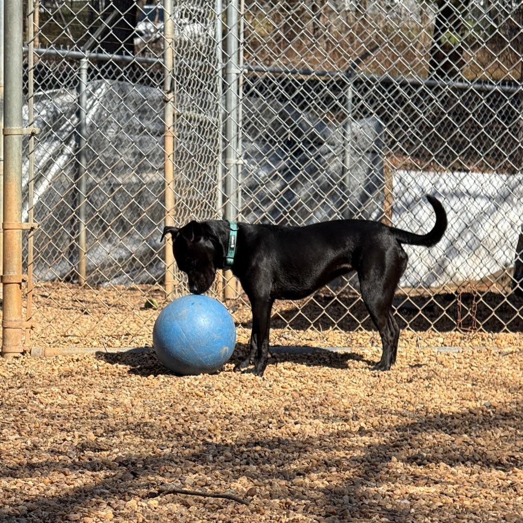 Enlarge Nova, a Adoptable Pit Bull Terrier in Charlottesville, VA image 1/6