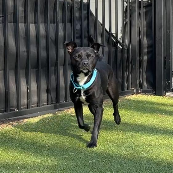 Nova, a Adoptable American Staffordshire Terrier in Charlottesville, VA image 2/6