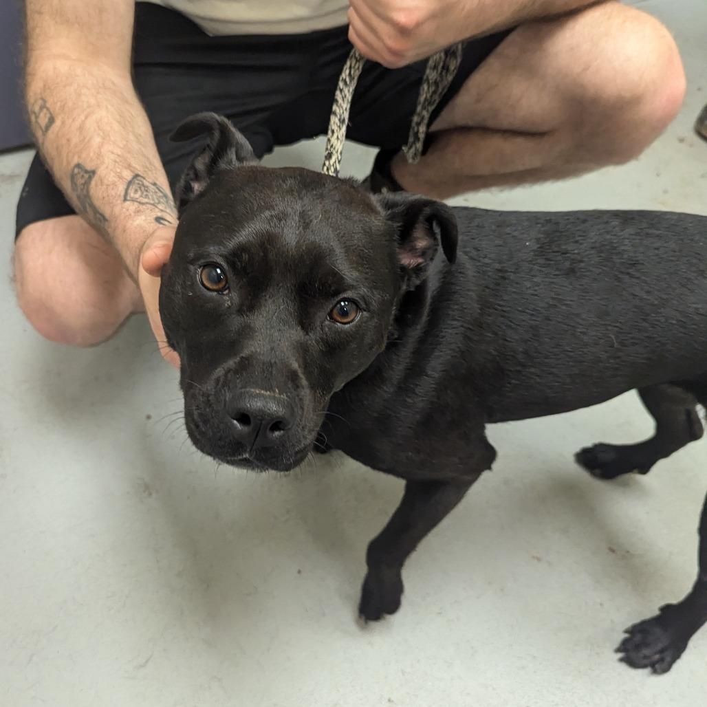 Enlarge Nova, a Adoptable Pit Bull Terrier in Charlottesville, VA image 2/6