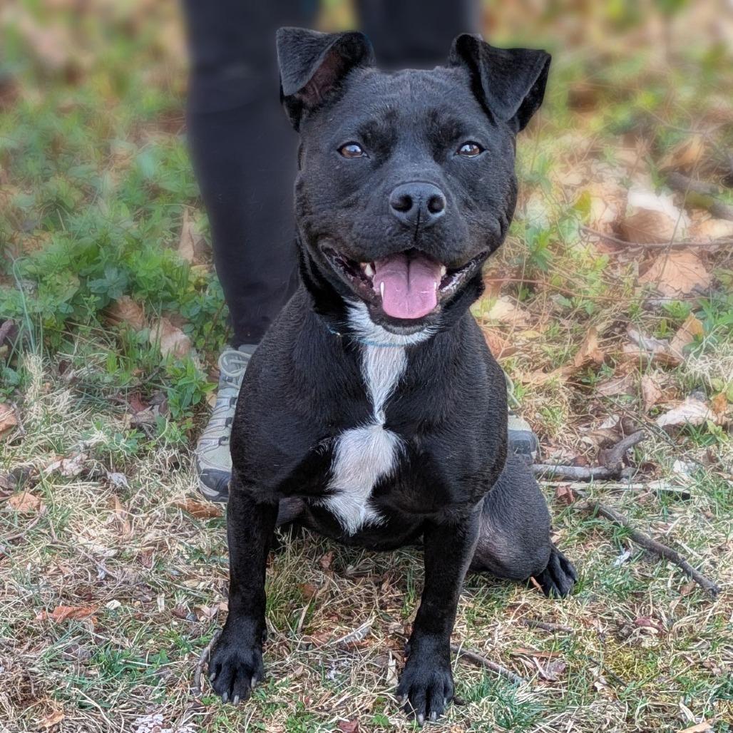 Enlarge Nova, a Adoptable Pit Bull Terrier in Charlottesville, VA image 3/6