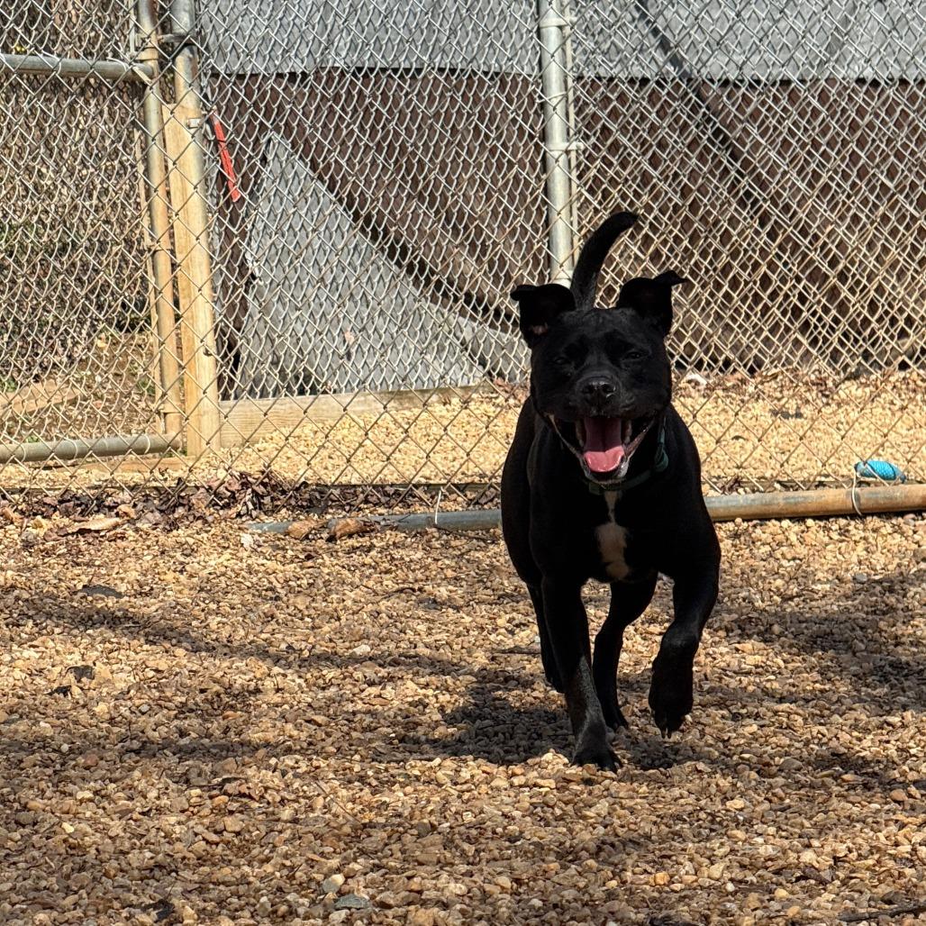 Enlarge Nova, a Adoptable Pit Bull Terrier in Charlottesville, VA image 3/6